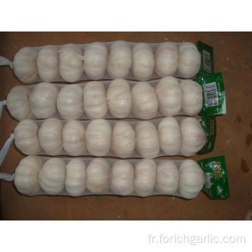 Grande taille Normal Garlic15 16pcs bag10kg carton